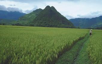 Oprócz ryżu w Wietnamie uprawia się lawsonię bezbronną, czyli hennę. Z jej liści produkowany jest gr