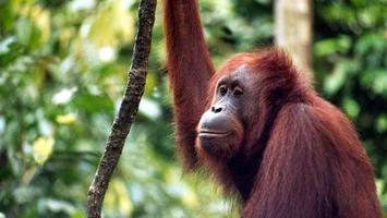 Borneo: Duchy w cieniu Kinabalu
