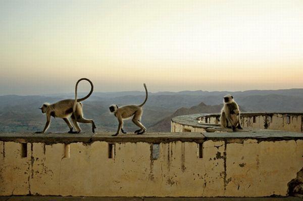 Monsunowy Pałac zamieszkują małpy i kukły ze starego przedstawienia.
