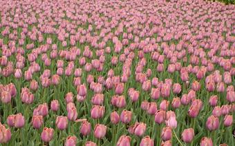 tulipany Keukenhof
