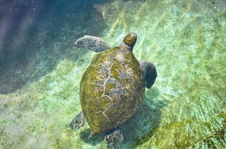 Żółwie morskie żyjące  na terenie podwodnego obserwatorium osiągają nawet 140 cm długości (i niektór