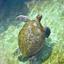 Żółwie morskie żyjące  na terenie podwodnego obserwatorium osiągają nawet 140 cm długości (i niektór