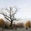 Ponadstuletnia czarna topola rosnąca na placu Litewskim, nazywana przez lublinian "baobabem" jest po