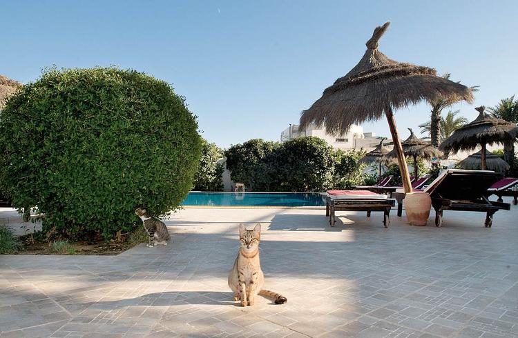Koty w Tunezji mają bardzo wypoczynkowy styl życia: rano leżenie na słońcu, w południe smażona ryba 