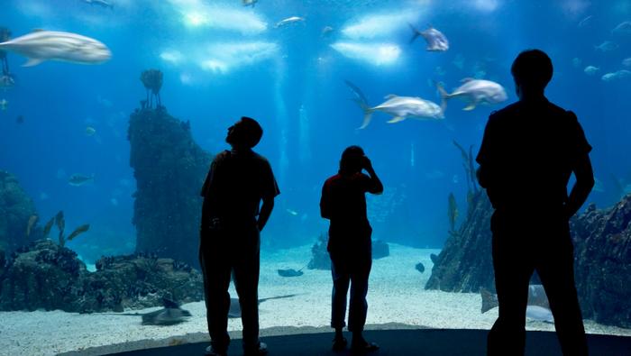 Zwiedzający oceanarium