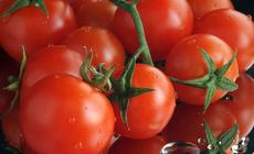 Wiśniowe pomidory