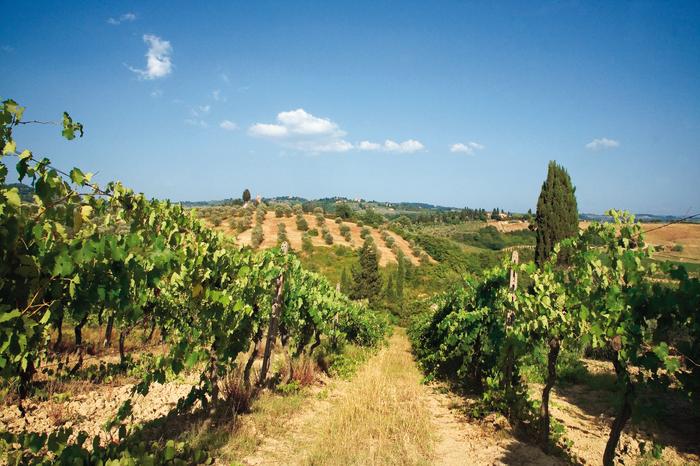Winnice są nieodłącznym elementem krajobrazu Toskanii
