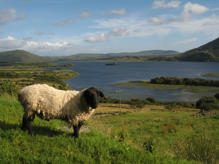 Owca na pastwisku w Connemara w zachodneij Irlandii