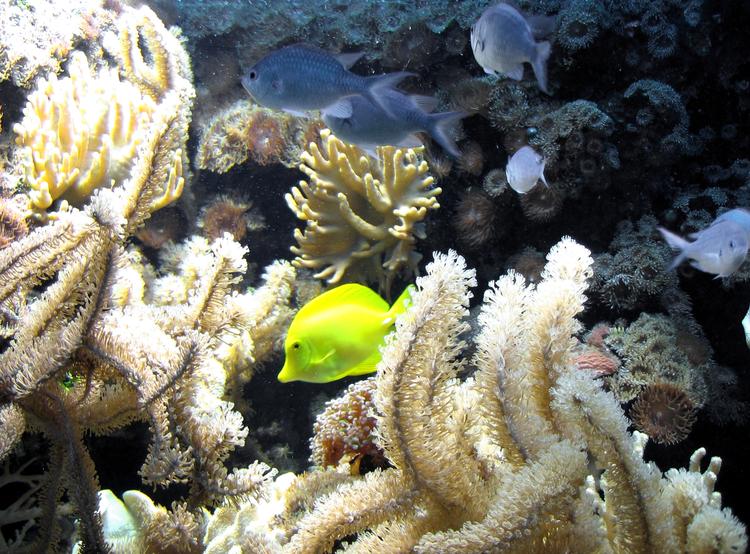 Rafa koralowa w Egipcie