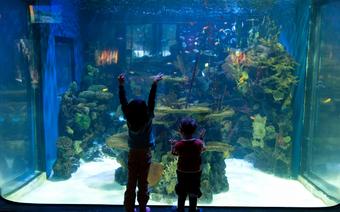 Wizyta w akwarium jest dla dzieciaków wielką frajdą