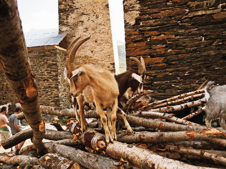 Po uliczkach Ushguli biegają kozy. Norma jest też spotkanie z wołem, krową czy półdzika świnią.
