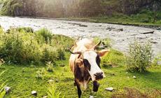 Gdzieś wysoko w górach pasą się krowy. Często wstępują na drogę i nie sposób ich przepędzić.