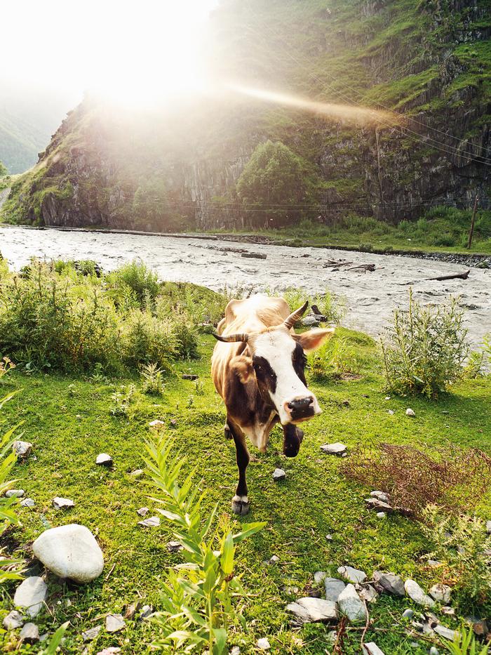 Gdzieś wysoko w górach pasą się krowy. Często wstępują na drogę i nie sposób ich przepędzić.