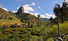 La Gomera słynie z wawrzynoiwych lasów, w których znaleźć można endemiczne gatunki paproci