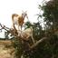 Kozy pasące się na drzewie w drodze do Essaouiry.