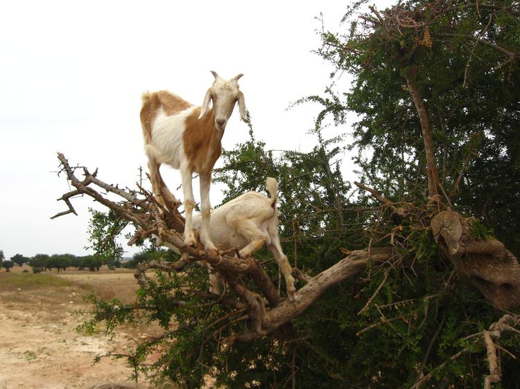 Kozy pasące się na drzewie w drodze do Essaouiry.