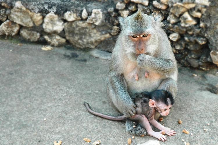 Małpy na Bali