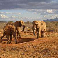 Kenia: czy w Kenii jest bezpiecznie? - Podroze.se.pl