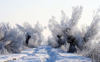 Żuławy zasypał śnieg. Droga polna w okolicach Malborka