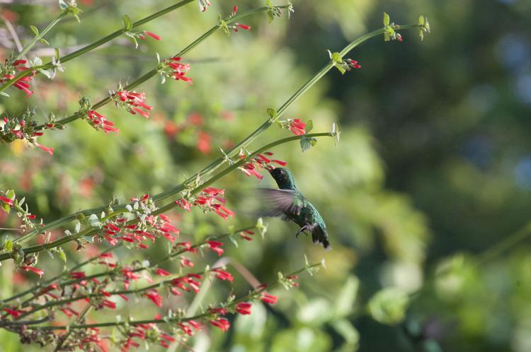 Z daleka kolibra można łatwo pomylić z dużym owadem. Ale charakterystyczny trzepot skrzydełek i piski, jakie z siebie wydaje, szybko uzmysłowią  nam, że mamy do czynienia z ptakiem