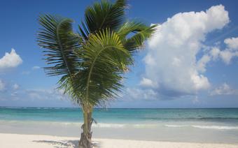 Malediwy, plaża, palma