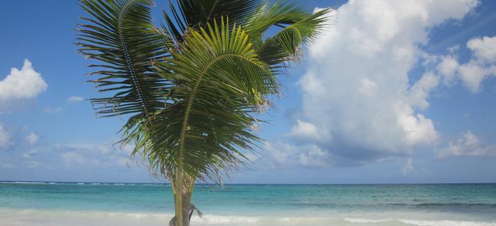 Malediwy, plaża, palma