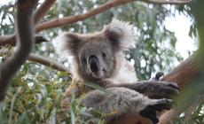 Miś Koala, Australia