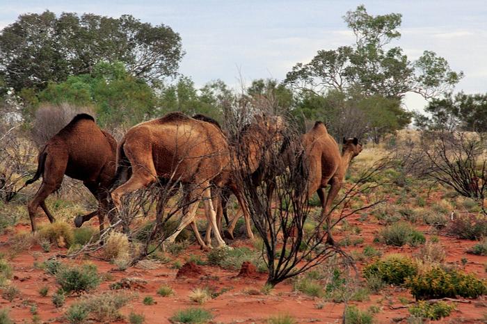 Spotkanie dzikich wielbłądów na Pustyni Gibsona nie należy do rzadkości. Zwierzęta doskonale zadomowiły się w australijskim interiorze
