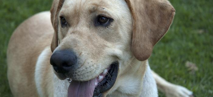 Labrador pies