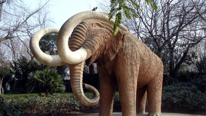mamut