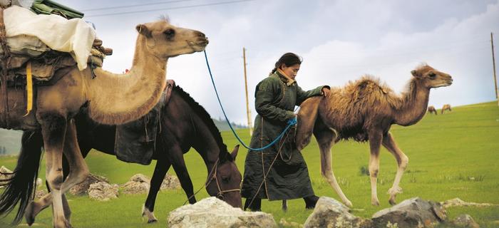 Mongołowie kilka razy w roku zmieniają „miejsce zamieszkania”, szukając lepszych pastwisk dla swoich stad