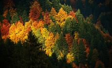 jesień, pogoda, prognoza pogody, las, drzewa