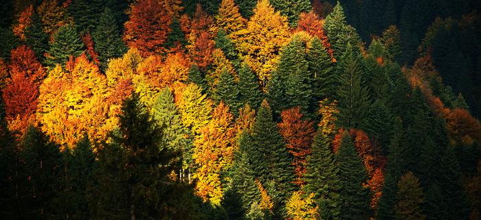 jesień, pogoda, prognoza pogody, las, drzewa