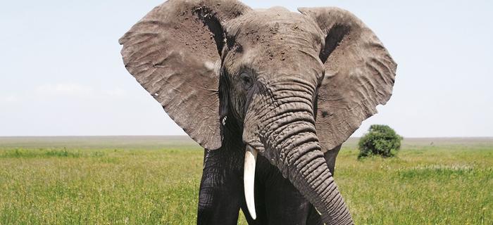 Słonie świadomie wybierają życie na terenie parku, czyli obszaru chronionego