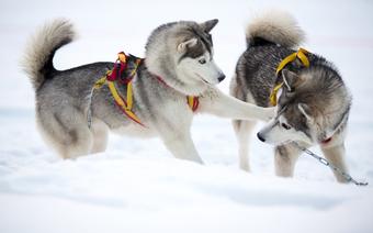 Szklarska Poręba atrakcje: Border Rush, psy husky