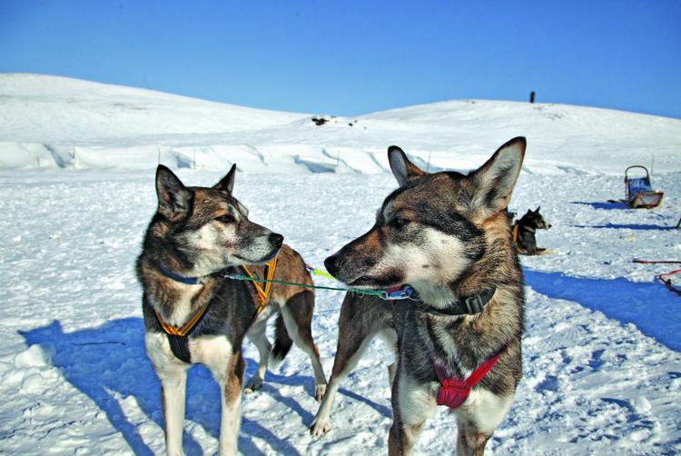 Psi zaprzęg w Norwegii