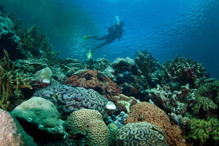Palau - nurkowanie