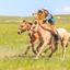 Wyścigi konne, Mongolia
