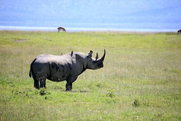 Nosorożec w Nukuru