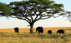 Afryka w styczniu: Wyprawa na safari. Co warto wiedzieć o Serengeti?