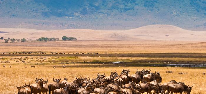 Serengeti, Tanzania