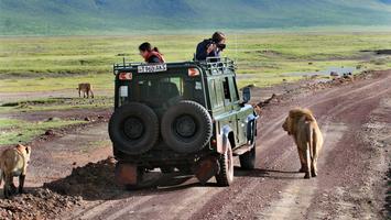 Serengeti – wyprawa do serca Afryki. Jak zorganizować safari?