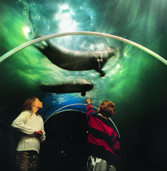 Arktyczne akwarium Polaria 
