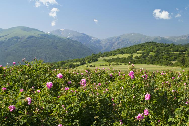 Kazanłyk, Dolina Róż w Bułgarii