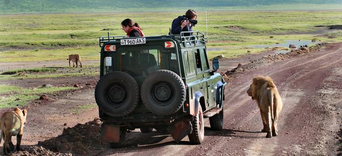 Safari