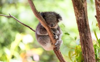 Australia - koala
