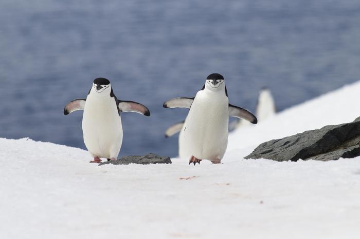 Pingwiny maskowe – mieszkańcy Antarktyki