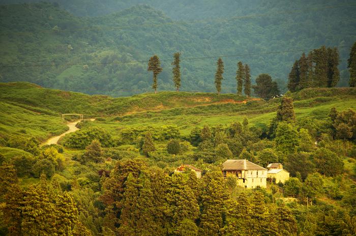 Gruzja. Plantacje herbaty w okolicach Batumi