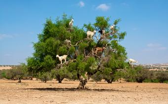 Kozy na drzewie w Maroku