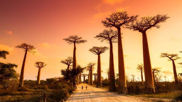 Aleja Baobabów na Madagaskarze
